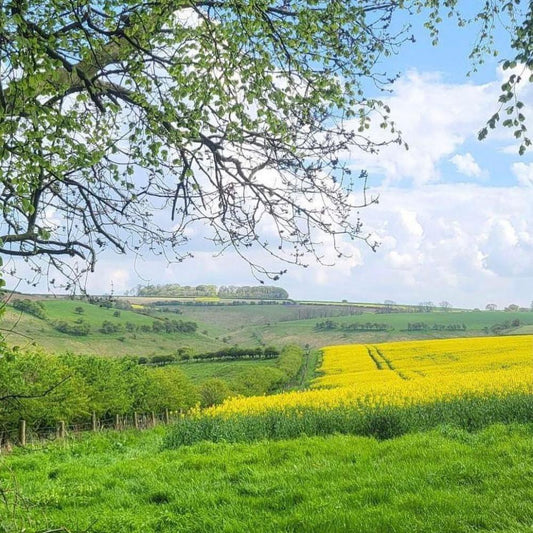 Is Rapeseed Oil Healthy?